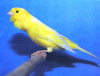 /album/canarinidacanto/a1-1-jpg/